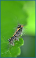 Pest Control GA Pest Control